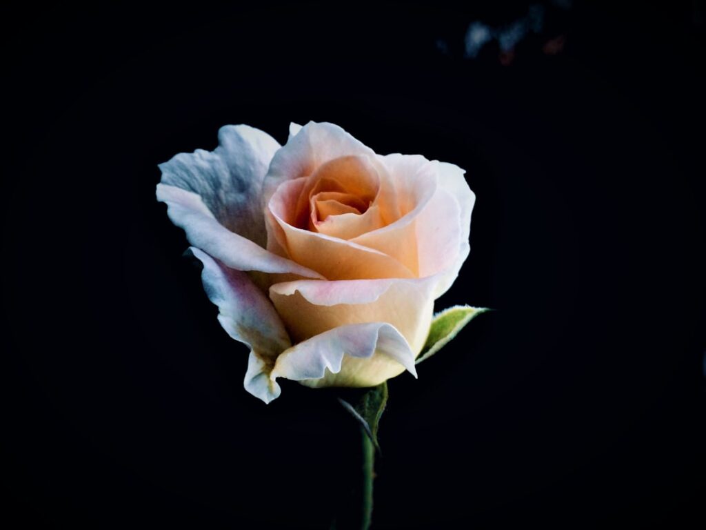 Photo Rose-shaped soaps