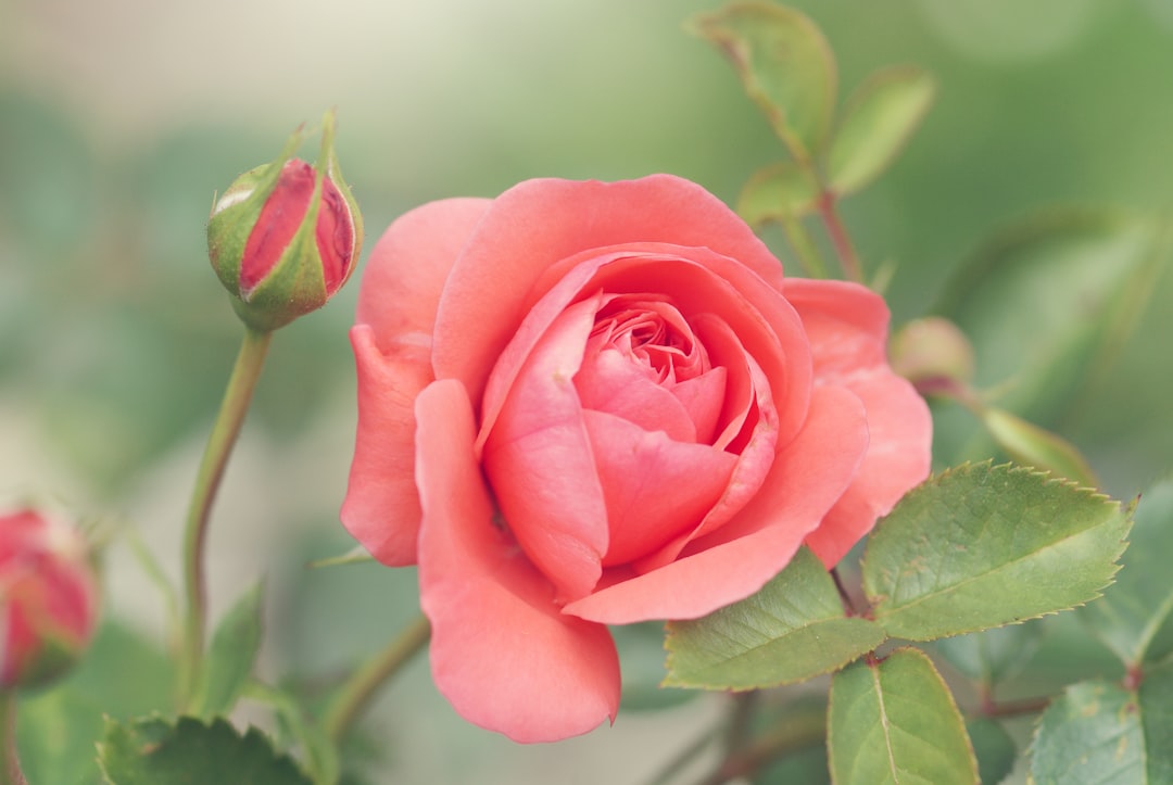 Photo Rose-shaped soaps