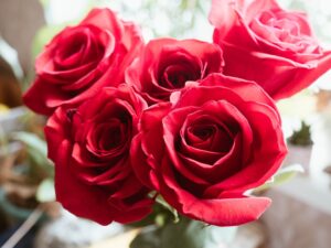 Photo Red roses