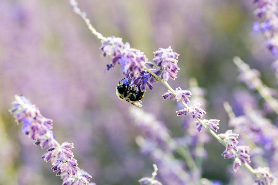 Photo Soothing lavender