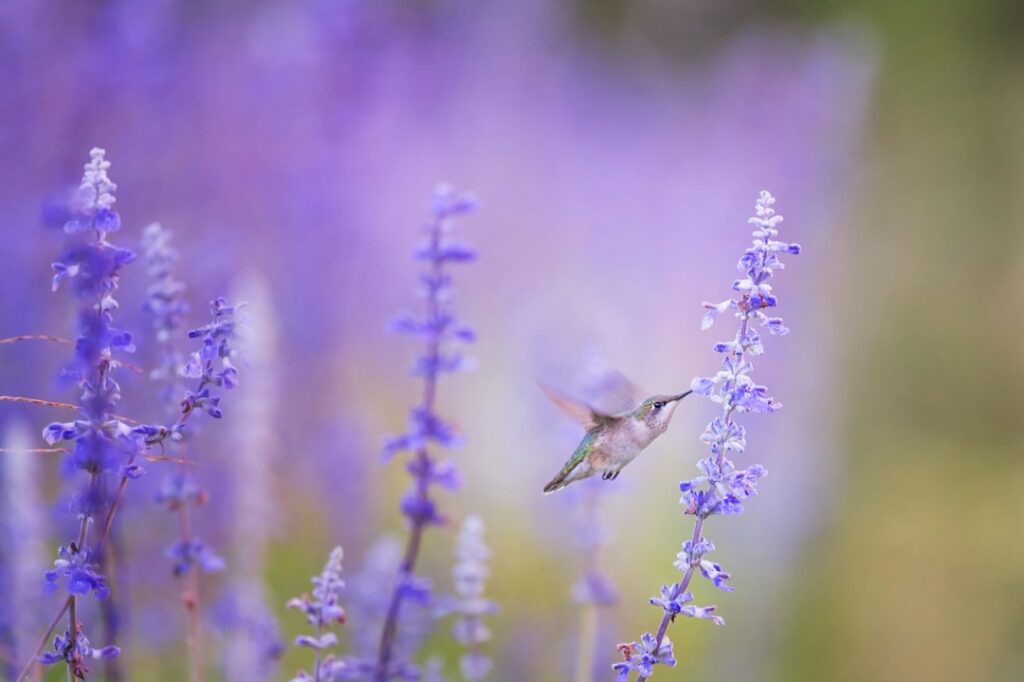 Photo Lavender soap